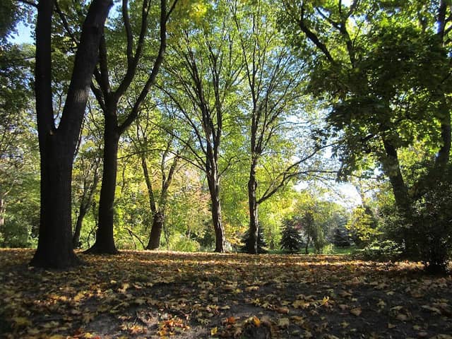 Khreshchatyy Park - Image 1