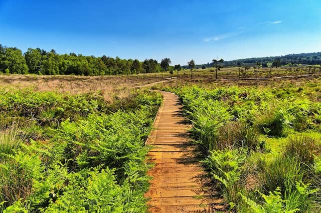 Dersingham Bog - Image 2