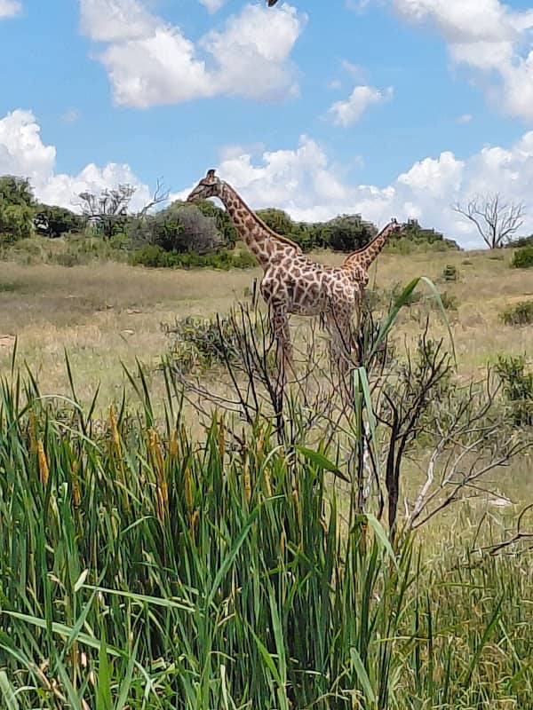 Woodlands Wildlife Estate Bloemfontein - Image 2