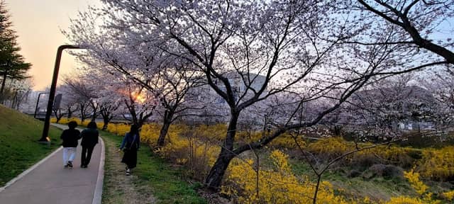 당진천 벚꽃길 - Image 1