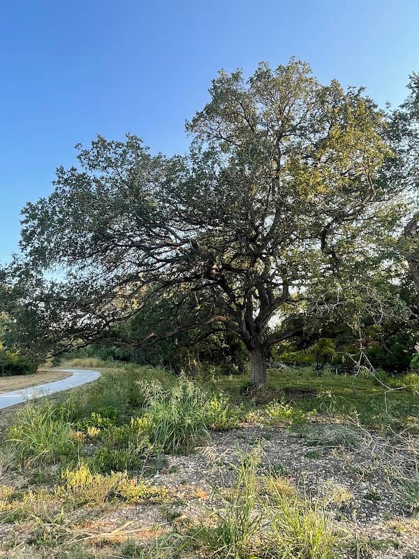 Alligator Creek Walking Trail - Image 1