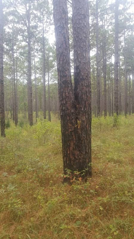 Camp Clayborn - Image 1
