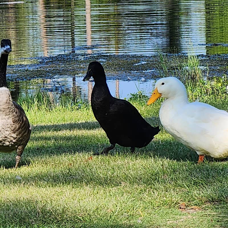 Notter Pond - Image 1