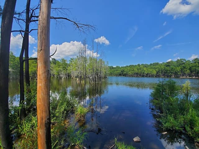 Carvers Creek State Park - Image 1