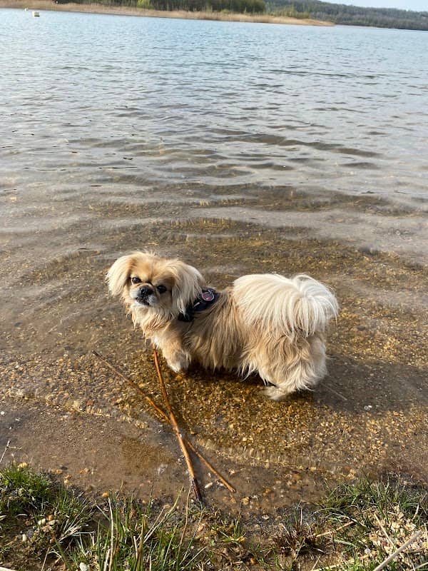 Hundestrand an der Blauen Lagune - Image 2