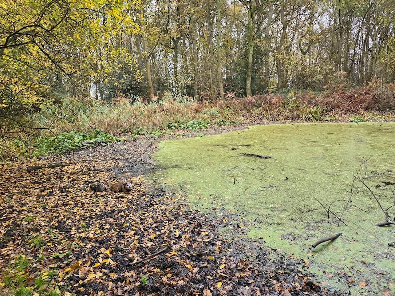 Brandon Reach Nature Reserve - Image 2