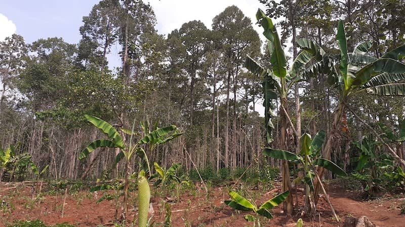 Kebun Durian Mbah Kaemi - Image 1