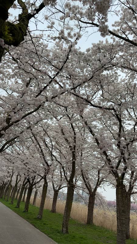 cherry blossom street - Image 1