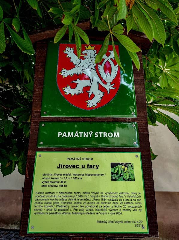 Jírovec u fary - Image 1