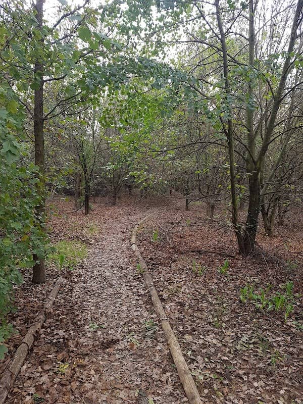 Bosco del Ginestrino - Carugate - Image 1