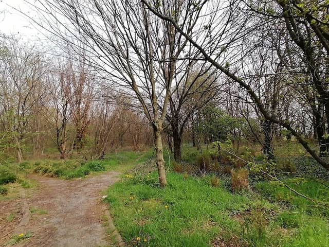 Bosco del Ginestrino - Carugate - Image 2