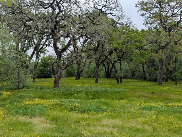 Tomodachi Park (Laguna de Santa Rosa Wetlands Preserve) - Image 3