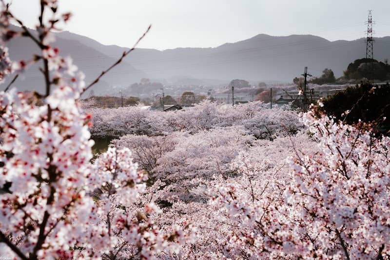 御呂戸川の桜 - Image 1