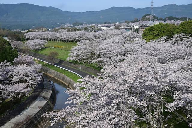御呂戸川の桜 - Image 2