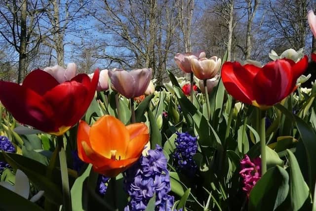 Parkeerplaats keukenhof - Image 2