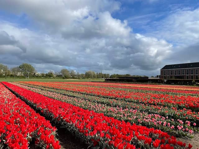 Parkeerplaats keukenhof - Image 3