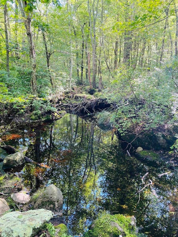 Copicut Woods - Image 1