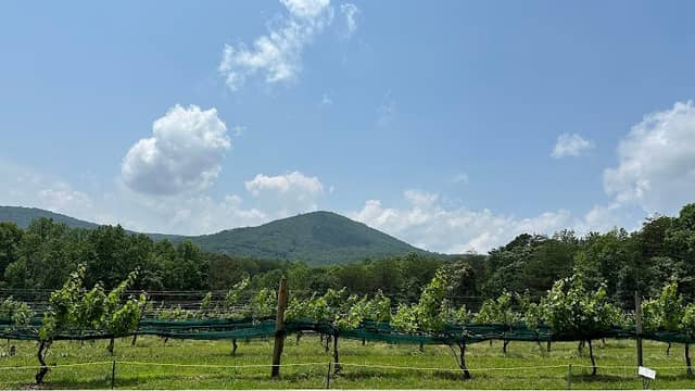 Sharp Mountain Vineyards - Image 1