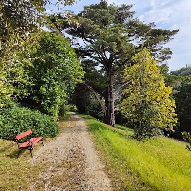 Cipresso di Monterey - Image 1