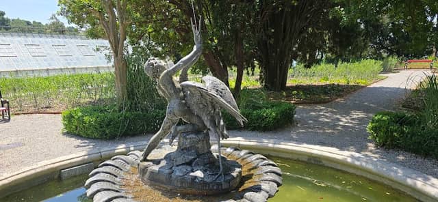 Cipresso di Monterey - Image 2