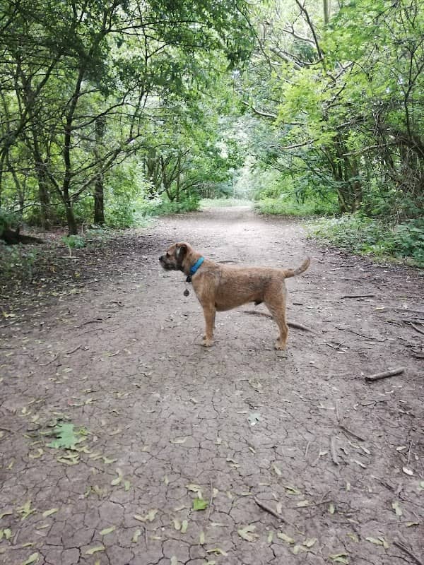 Woody Appeal Park - Image 2