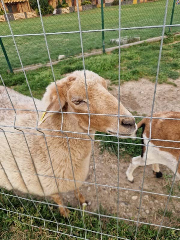 MINI ZOO - Image 1