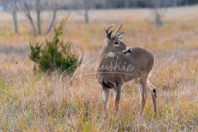 Golson Nature Area - Image 1
