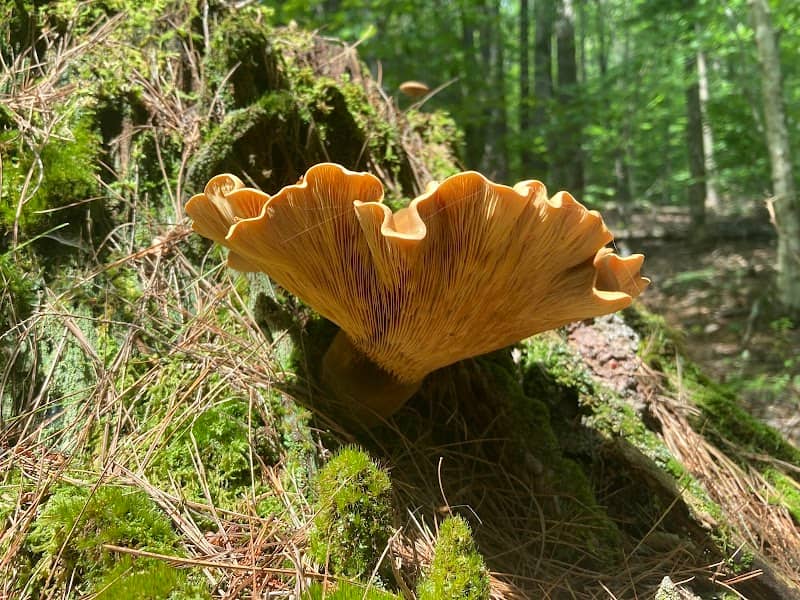 Eagle's Bluff - Image 2