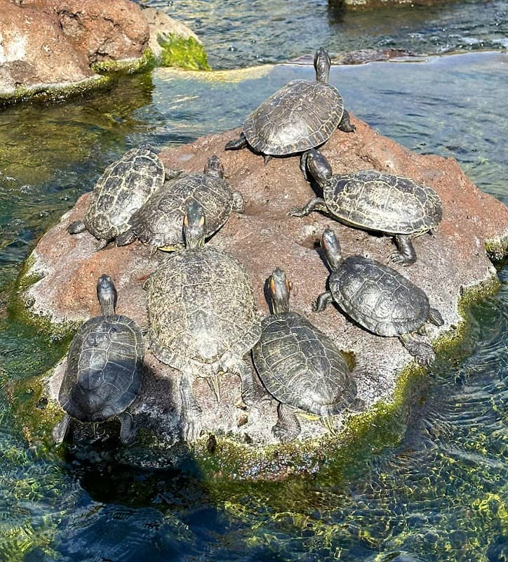 PondofTurtlesandFish - Image 2