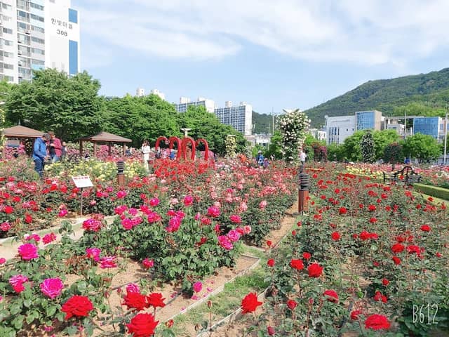 Rose Park - Image 1