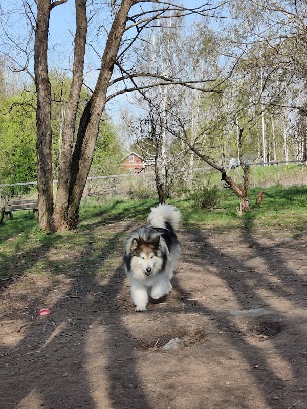 Uotila Dog Park - Image 2
