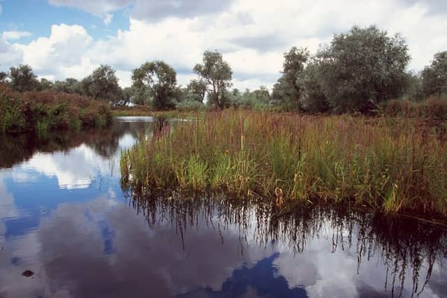 RSPB Nene Washes - Image 1