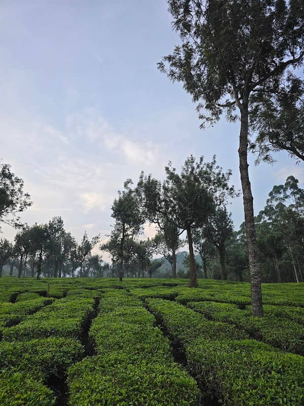 Tea Estate View Point - Image 1