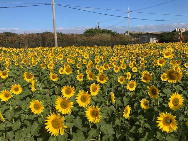伊計島のひまわり畑 - Image 1