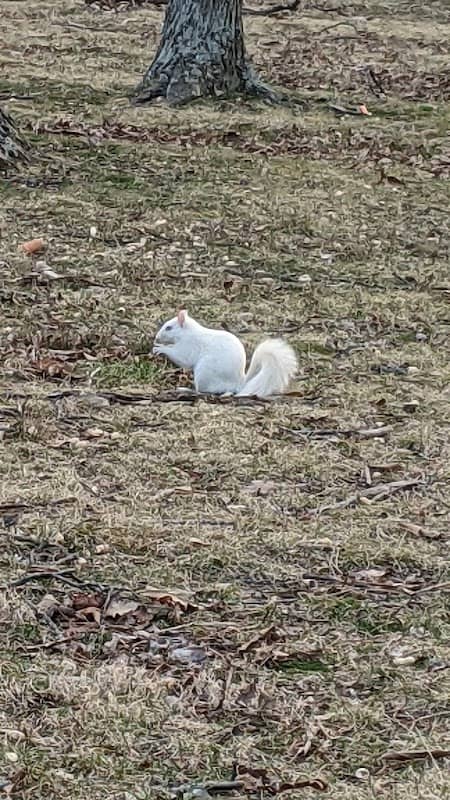 Miller Grove Park - Image 1