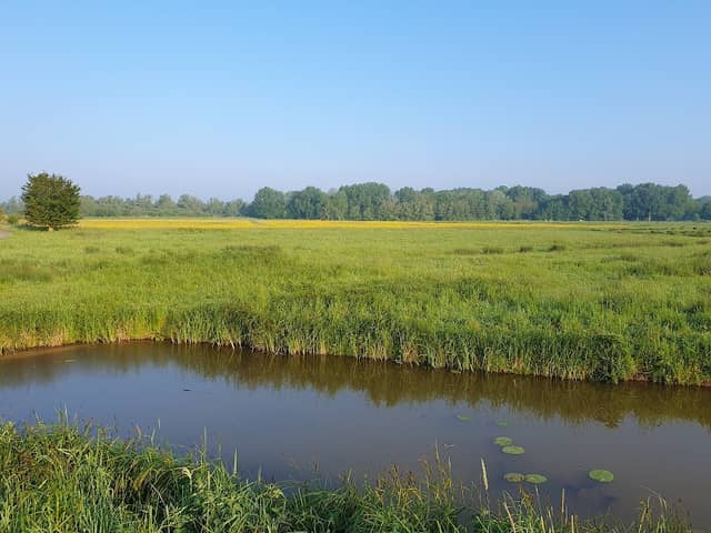 Hollandsche Biesbosch - Image 1