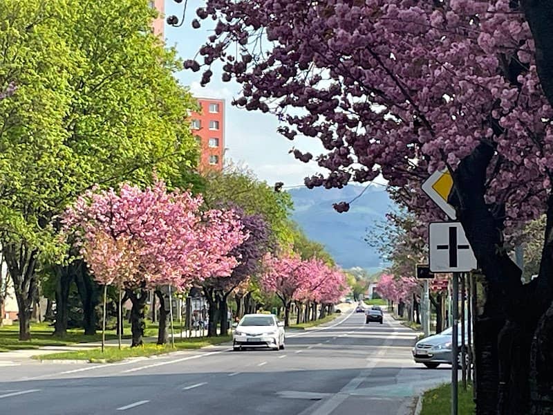 Beautiful Sakuras - Image 1