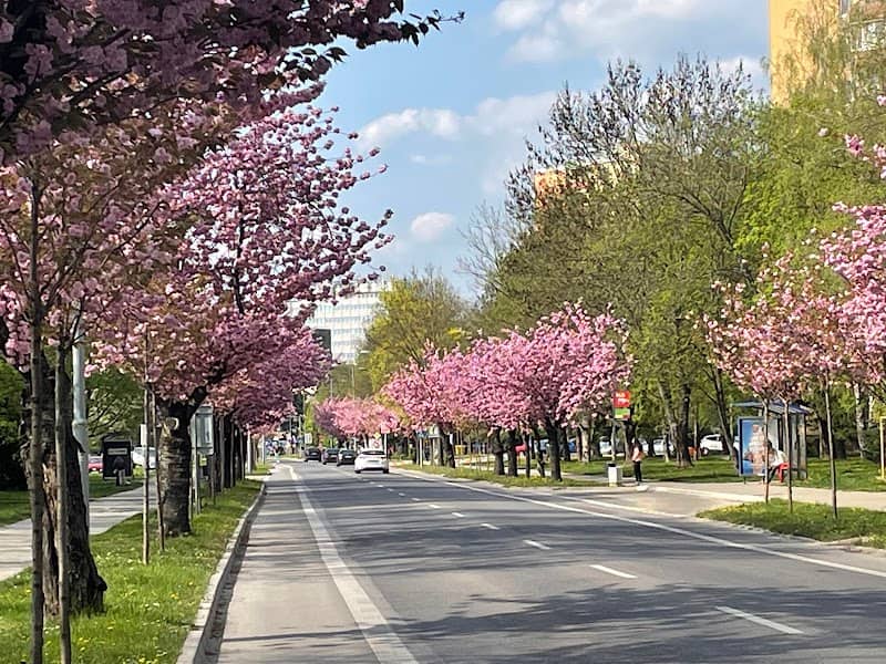 Beautiful Sakuras - Image 2