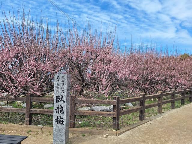 普光寺「臥龍梅」 - Image 1