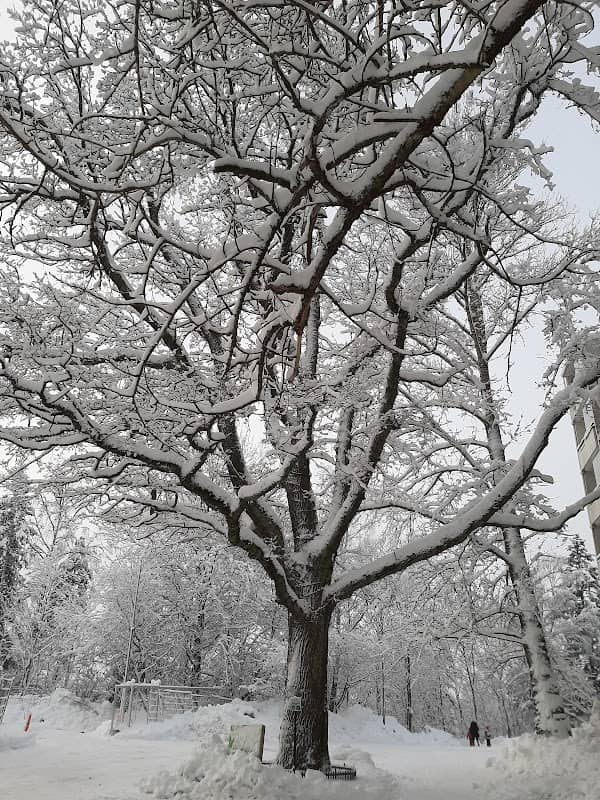 Suvela Oak - Image 1