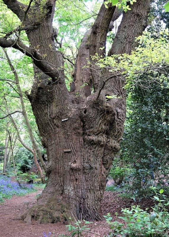 Lexden Earthworks & Bluebottle Grove - Image 2