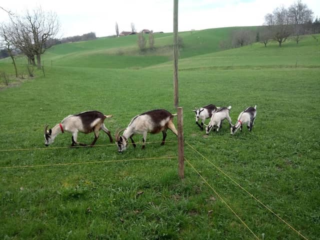 Geissenberg Neuenegg - Image 1