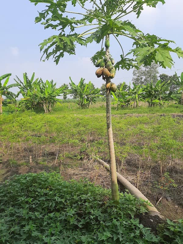Taman mBungah - Image 1
