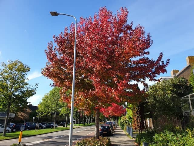 Aalsmeer - Image 3