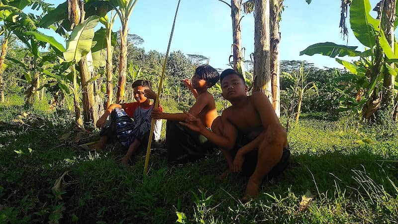 Sawah nongkrong - Image 1