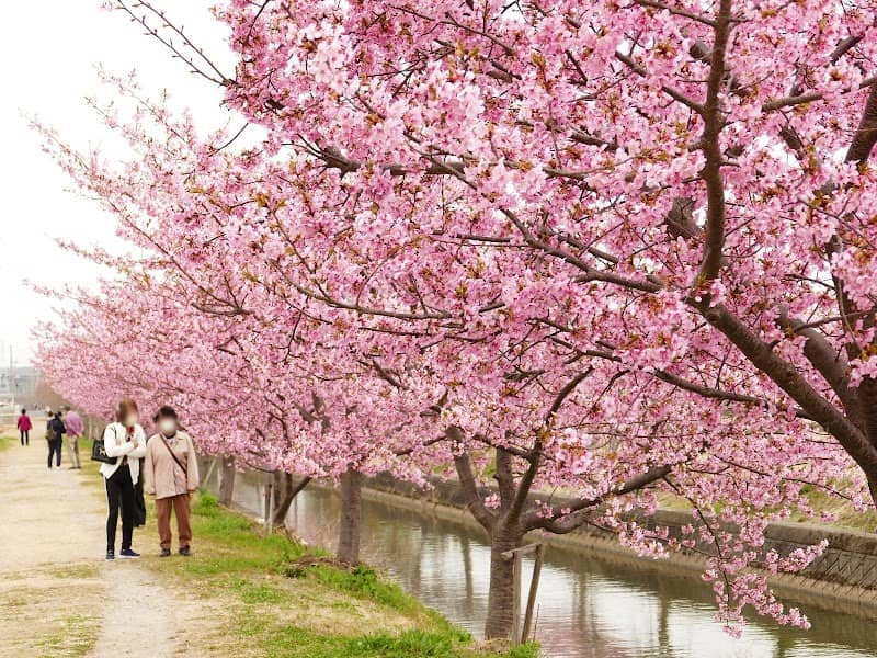 Kozu Sakura-namiki Cherry‐Tree‐Lined path - Image 1
