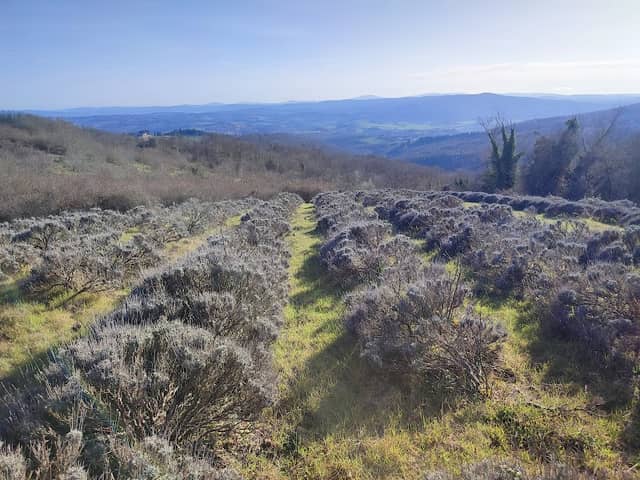 Campo di Lavanda - Image 1