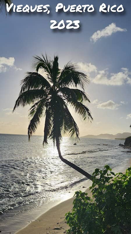 Palm Tree swing - Image 1