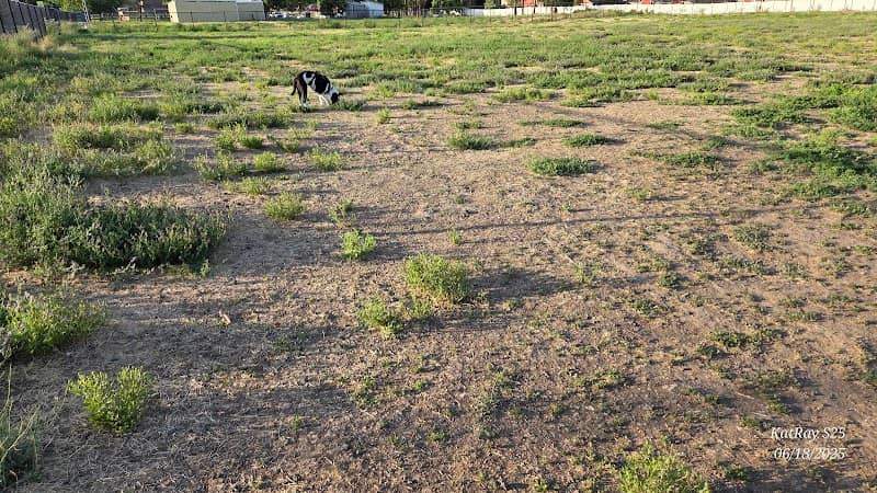 Cheney Dog Park - Image 1