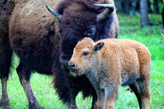 Woolaroc Museum & Wildlife Preserve - Image 3